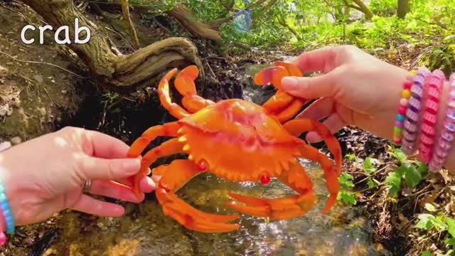 Выучите названия морских животных для детей у Двойного водопада Японский краб-паук, Акула