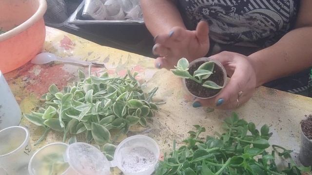 аптения процесс укоренения смотреть онлайн