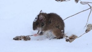 мышка кушает