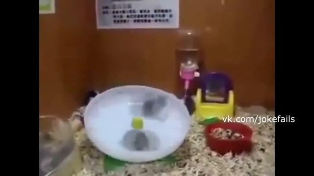 [КОРПОРАЦИЯ СМЕХА] ЛУЧШИЕ ПРИКОЛЫ 2016! САМЫЕ СВЕЖИЕ ПОДБОРКИ ПРИКОЛОВ И ФЕЙЛОВ!