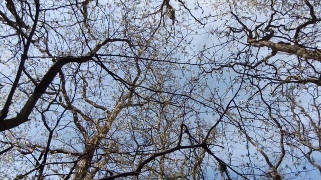 собираем молодую сныть смотреть онлайн