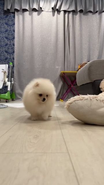 Шпиц белый #shorts смотреть онлайн