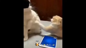 🐈Неприлично смешные кошки! Подборка приколов с котами и кошками