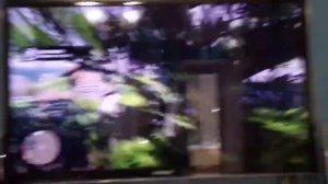 Конь Бьюел рдр2