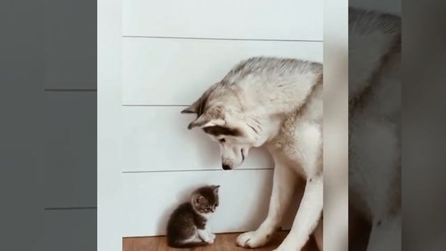 Веселые коты / Смешные котики / Коты приколы / Забавные животные / Смешные коты