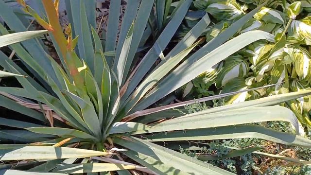 Юкка садовая, вторая после розы царица сада. смотреть онлайн