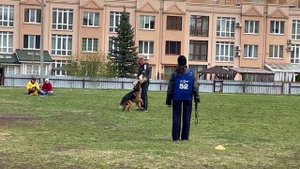 1 Отл. КЧК Югория ЦВЕТАНА +++ №52 / КЧК КЕМЕРОВО 4 мая`25 И.Ширан Моно н/о