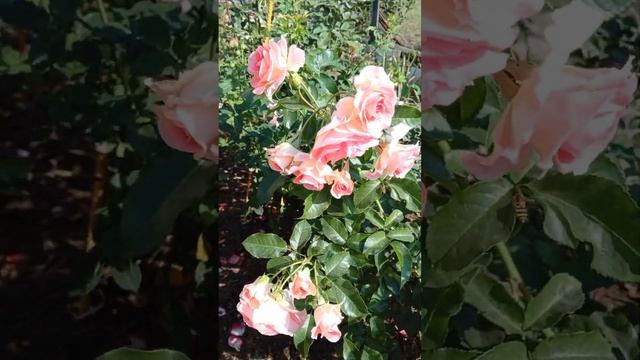 розы от 13 сентября, часть вторая смотреть онлайн