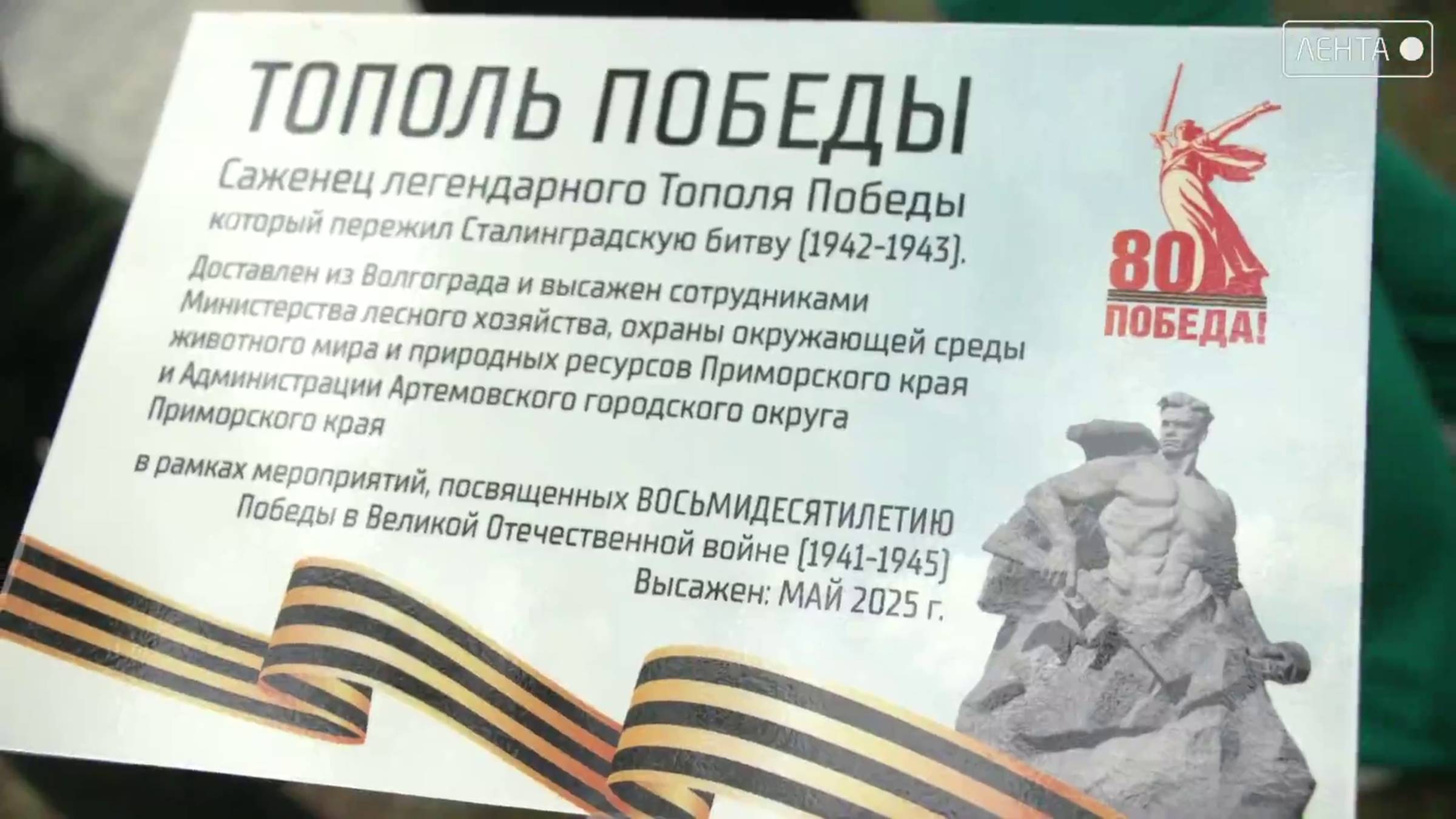 Легендарный тополь Победы теперь и в Артеме