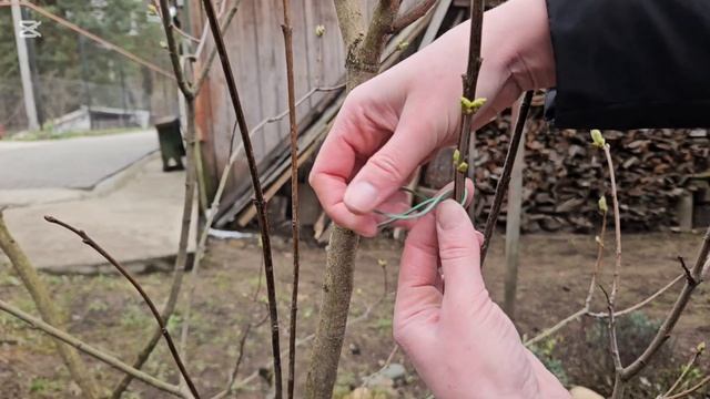 Прививаем сирень. Несколько цветов на одном кусте - ле?