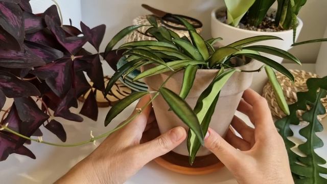 Все мои ХОЙИ. Большой ОБЗОР. смотреть онлайн