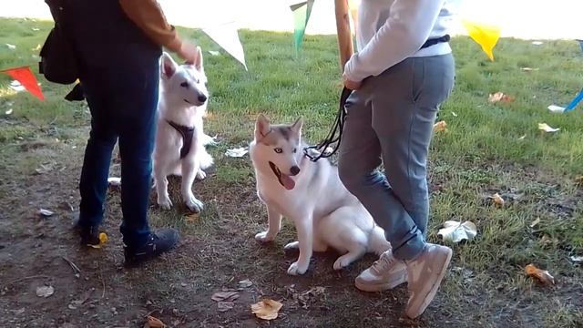 Ежегодный Костюмированный 👑 праздник Средневековья/ смотреть онлайн