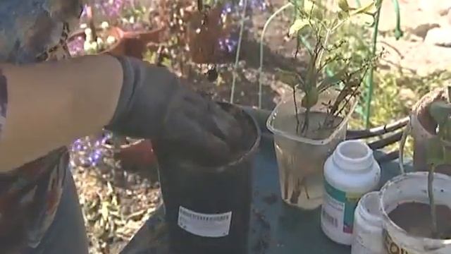 Размножение флоксов смотреть онлайн