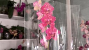 #Орхидеи Кимоно🌸:похвастушки😍