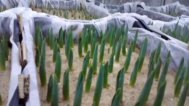 выгонка тюльпанов день десятый.