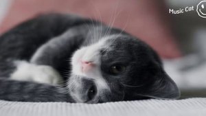 ° Shape Of You ° (Cats Singing / Кошки поют) (Russian Cat)
