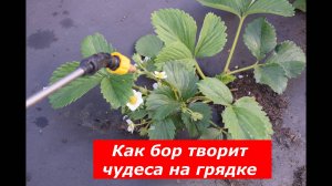 Опрыскивание клубники бором #ягоды #клубника #полезные советы #бор