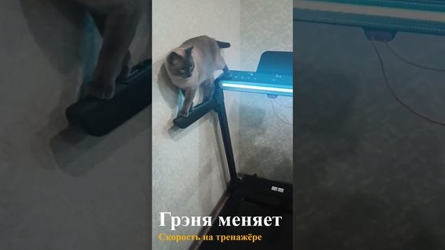 Кот и беговая дорожка) смотреть онлайн