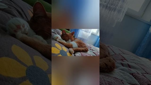 Юки...рыжий кот 🐈 смотреть онлайн