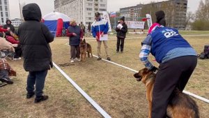 РАБОЧИЙ СУКИ / КЧК КЕМЕРОВО 4 мая`25 И.Ширан Моно немецких овчарок