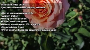 РОЗА ЛА ВИЛЛА КОТТА | Обзор сорта: Роза Ла Вилла Котта (L