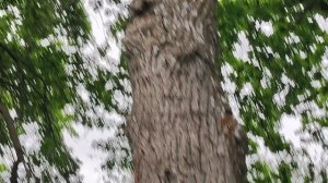 Утро на даче .Черешковая гортензия.