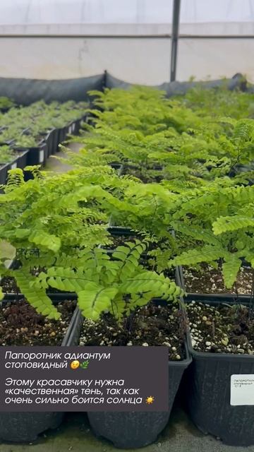 Папоротник адиантум стоповидный 😉🌿