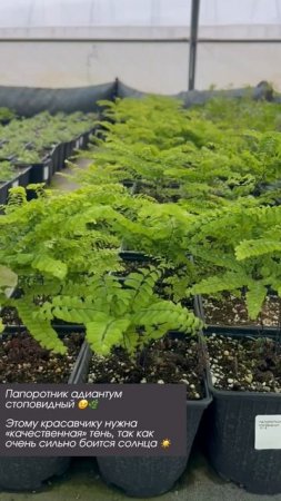 Папоротник адиантум стоповидный 😉🌿