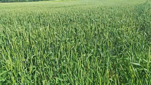 Демо поле КФХ "Терра Ностра". 15 сортов,обзор 2024.Озимая п смотреть онлайн