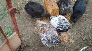 Звуки птичьего двора. 26 .10. 2022г