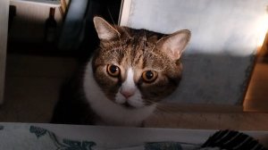 Кот. Хозяйка, ты опять днём спишь?