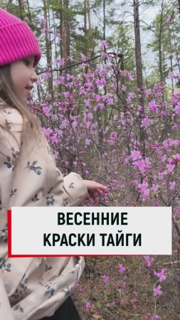 Багульник, весенняя красота в тайге!