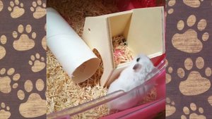 Хомы, хомяки, хомячки, хомки ПРИКОЛЫ С ОЗВУЧКОЙ