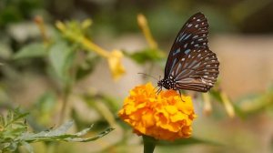 Природа восхитительна 19