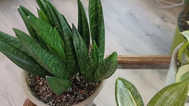 Сансевиерии, часть 1. Трифасциаты. 23 мая 2024 г. смотреть онлайн