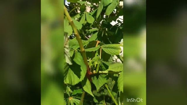 22 мая 2024 года. Красиво вокруг, небо чистое, каштаны, сир смотреть онлайн