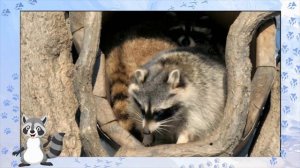 Животные в лесу - Кто спит зимой и чей хвост - Логика дл?