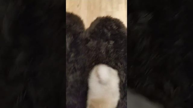 Продаётся очень красивый мальчик крем-ваниль смотреть онлайн