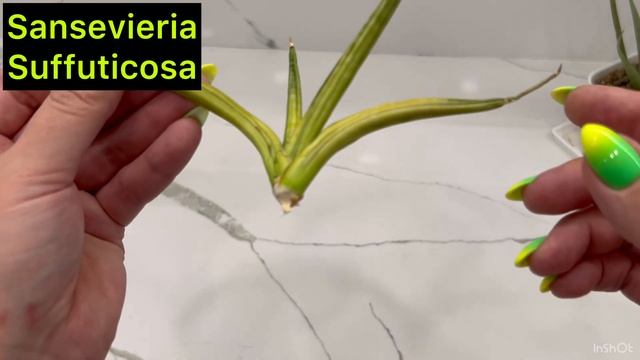 Тайские САНСЕВИЕРИИ через 25 месяца после получения 