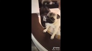 Подборка животных Приколы 2022