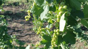 Красная смородина массовое плодоношение 2025 , проблемы , засуха