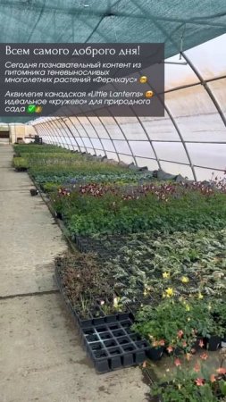 Аквилегия канадская «Little Lanterns» 😍