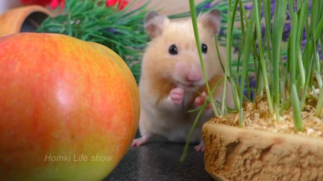 Много Вкусняшек для Хомяка Бобби. Видео с Хомяками. Hamster