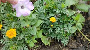 Хризантемы мультифлора - когда и как они начинают цвес