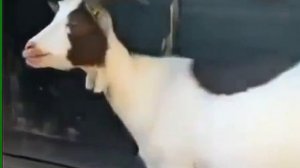 Реально смешные козы! Юмор! Прикол! Смех