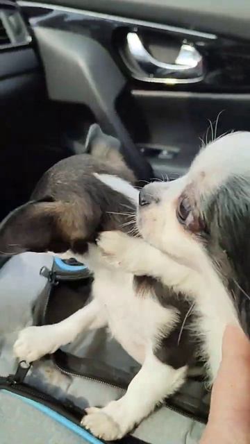 первая встреча Норвегии и Севана с хозяйкой Еленой Уфа, выпускники питомника чихуахуа Кастропуло смотреть онлайн