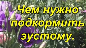 🌱 Как вырастить роскошную эустому? Секрет – в правильной подкормке! 🌸