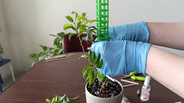 Плетіння фікуса бенджаміна решіткою. Частина 2.