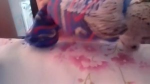 как сделать одежду для басика? тутор🫴