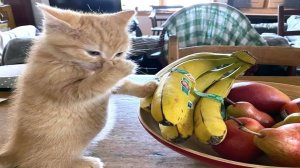 СМЕШНЫЕ КОТЫ 2025 ЛУЧШИЕ ПРИКОЛЫ С КОТАМИ, КОШКИ, КОТИКИ, СОБАЧКИ, СМЕШНОЕ ВИДЕО